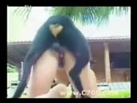 [ Beastiality Sex Tube ] Black pooch rides his slaver outside the abode